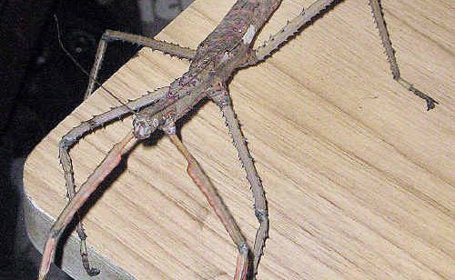 ONE VERY BIG STICK INSECT: The stick that moved was estimated to be 30cm long. ONE VERY BIG STICK INSECT: The stick that moved was estimated to be 30cm long.